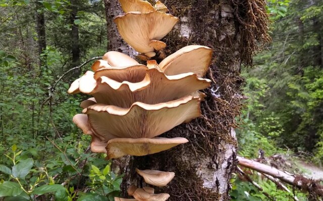 The Cabin at Moon Dance