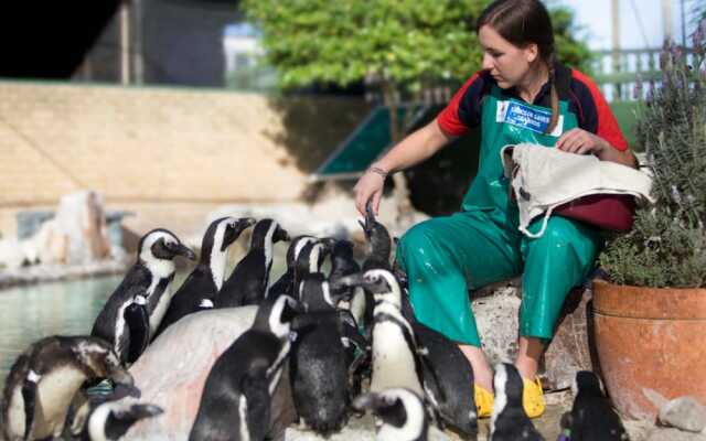 Executive Beach Beauty