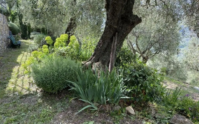 Cosy Apartment in Dolcedo