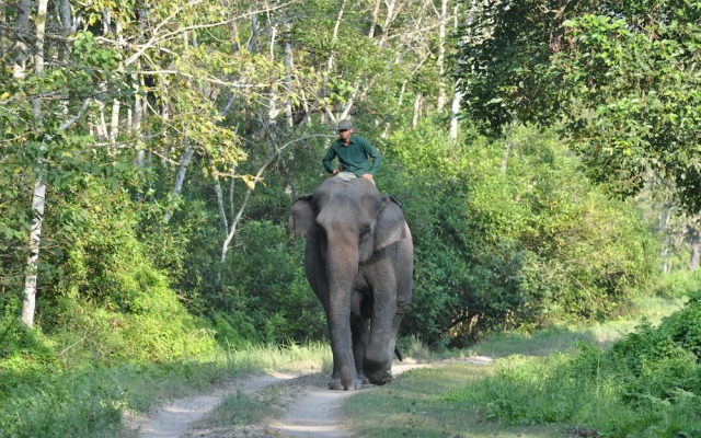 The 90's Sauraha
