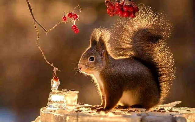 T 'n D house/ Terrasses de Malmedy