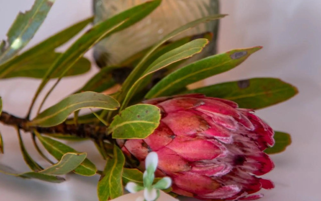 Pezula Magic Retreat - 4 Bedroom Lagoon View Home