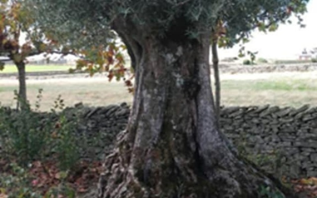 Casa La Tortola