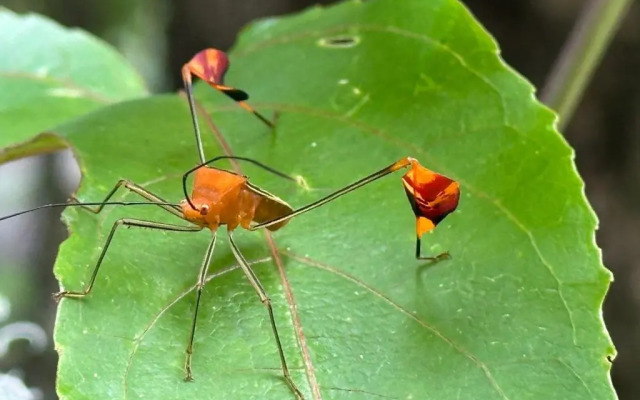 Palapa Hut Hostel & Camping