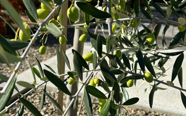 The Prospector on Miners