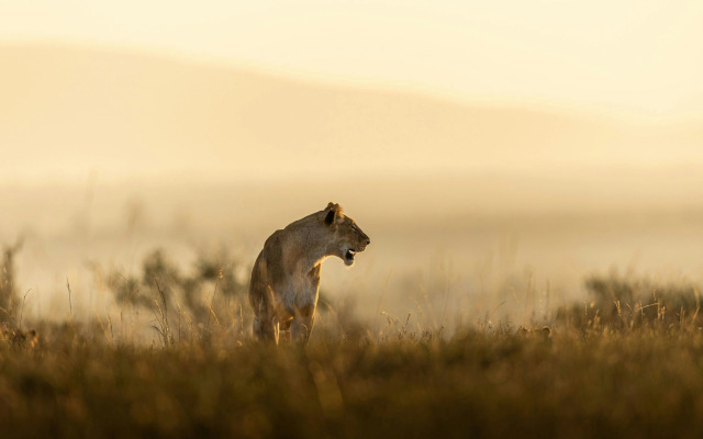 The Ritz-Carlton, Masai Mara Safari Camp