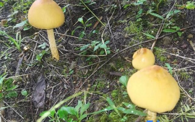 Shizhulinyoujubishushanzhuang