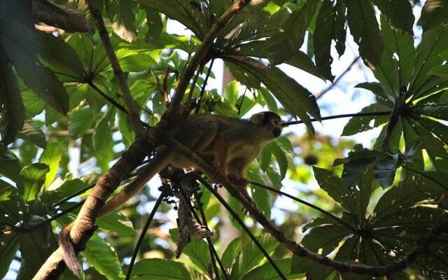 Amazon Lodge Tambopata