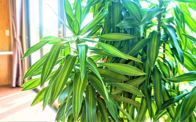 Freelife Home Apartment Bizway