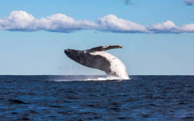 Cliffside: Bondi Beach