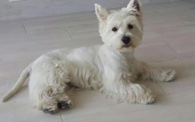 Luxury apt 1 MINUTE from the Beach of the Dunes