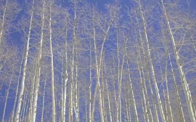 Vail Village 3-Bedroom 3-Bath