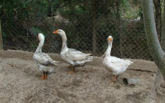 Hort de Mao El Rebost