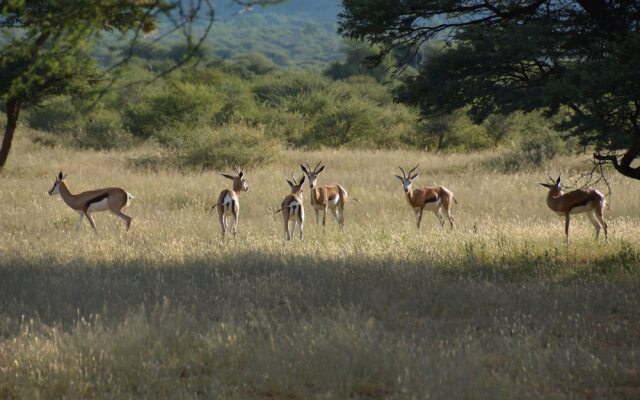 Gabus Game Ranch