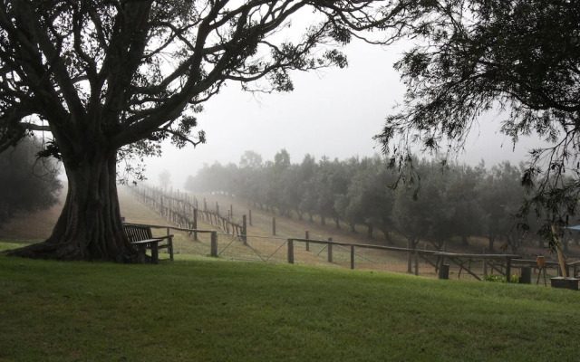 Bunnyconnellen Olive Grove And Vineyard
