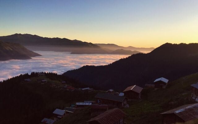 Pokut Orion