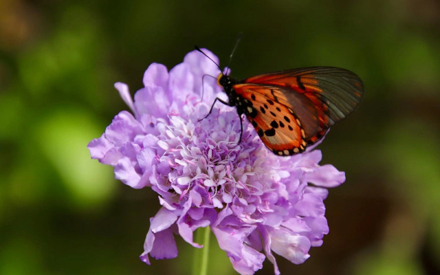 The Dongola Guesthouse