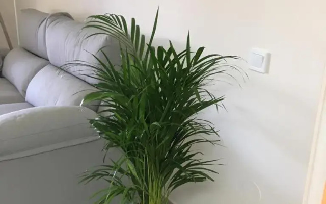 Apartamentos Minerva Jupiter
