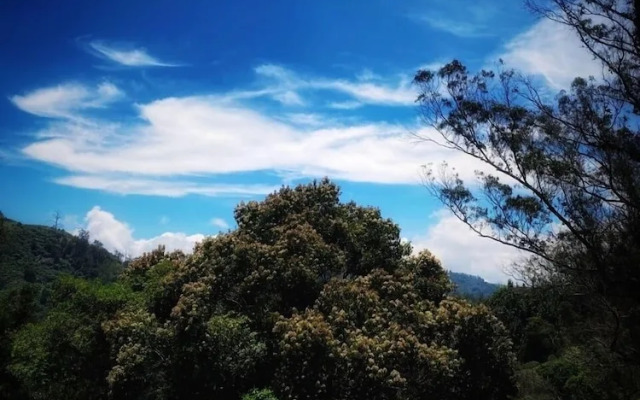 Amber by The Tamarillo