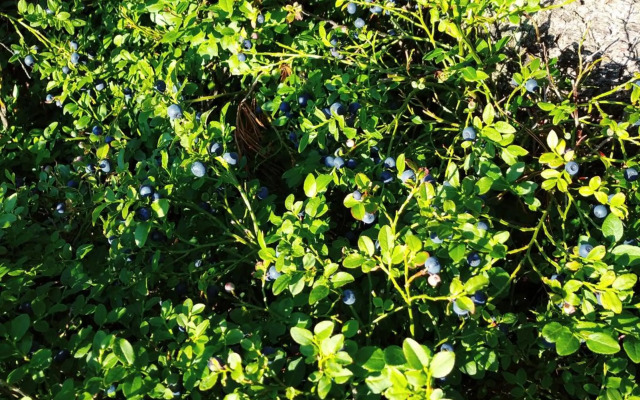 Penzion U Lucerny s malou farmičkou