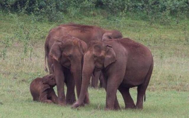 Thekkady Woods