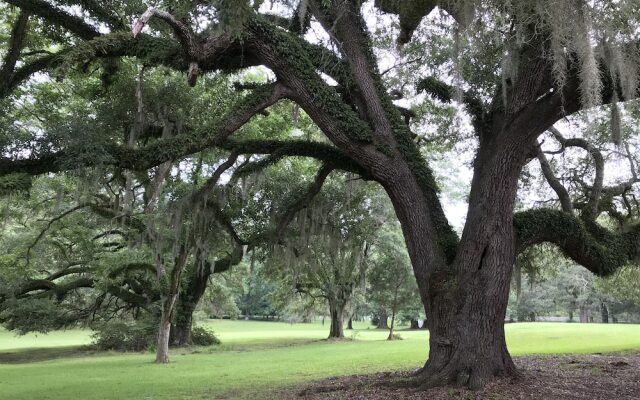 Canemount Plantation Inn