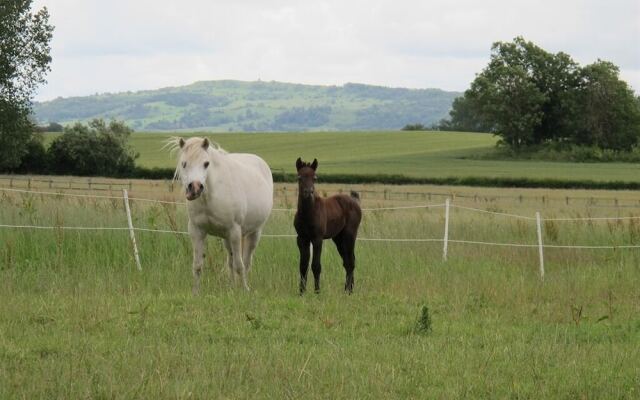 Bluebell Farm