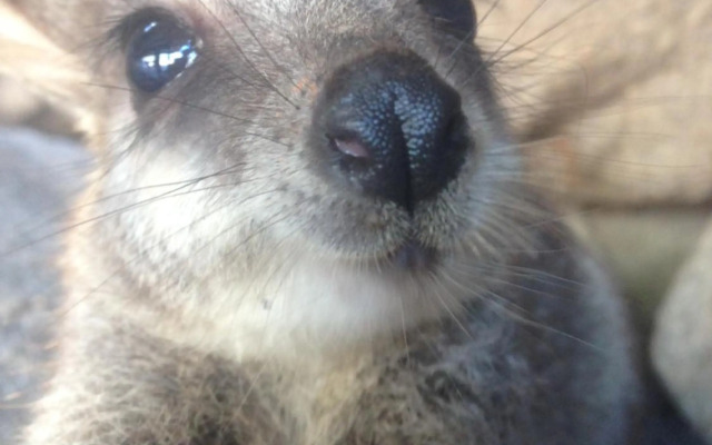 Stunning Magnetic Island Home,Private, Large Pool,Adults Only