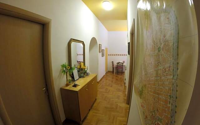 Daffodil in Roma San Pietro