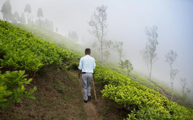 Sourenee Tea Estate & Boutique Resort