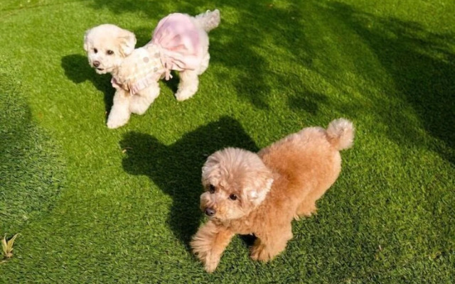 Rakuten STAY VILLA Yatsugatake