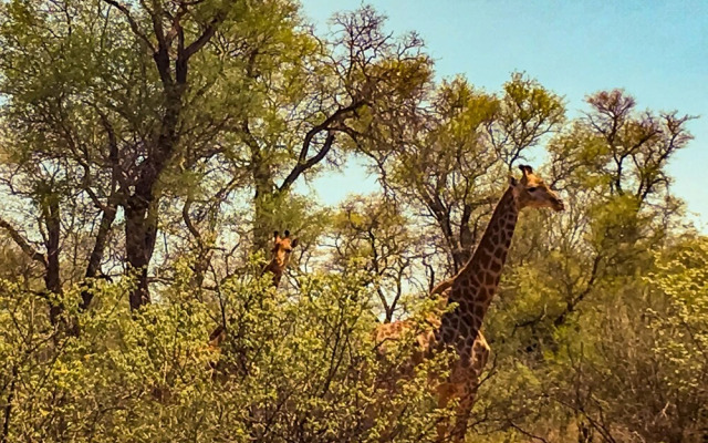 Zingela Nature Reserve - Leadwood Lodge