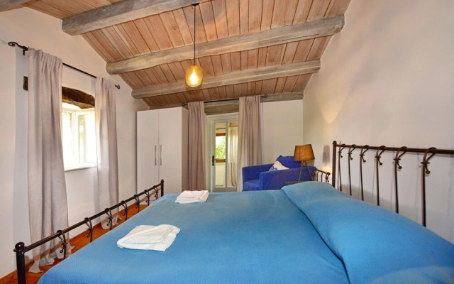 Hibiskus Tadini in Tadini