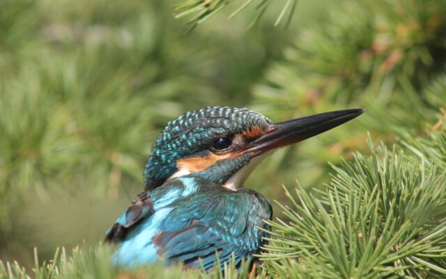 Sultan Pansion Bird Paradise