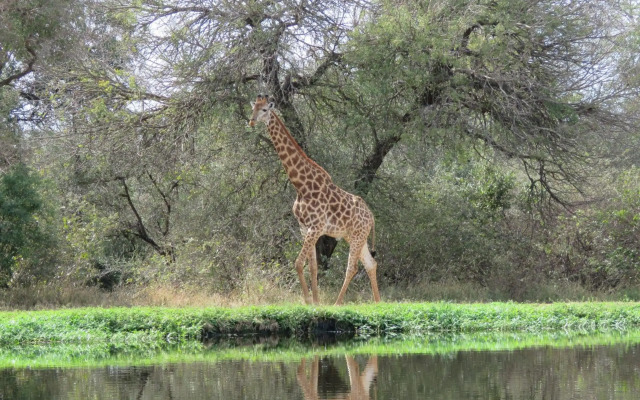 Wild Dog Guest Lodge