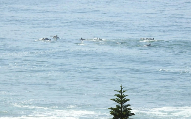 SurfStar at Mimosa