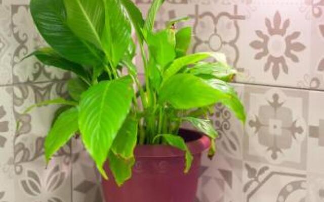 NEW apartment in Old Town Avlabari