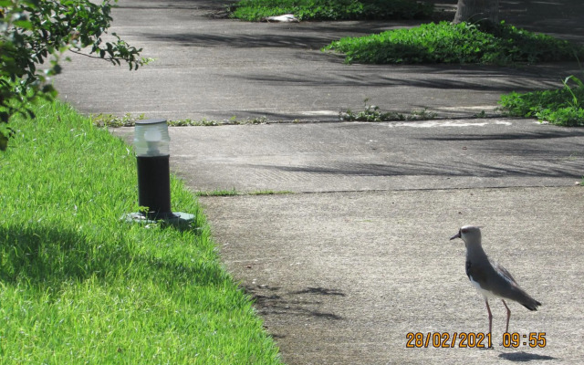 Sahy - Aldeia dos Reis, Condado - Apartamento Quarto e Sala