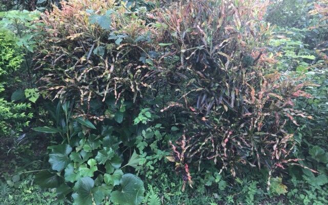 Vacation Rental Kaniya