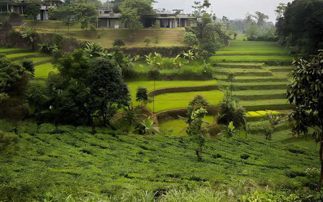 Tea Garden Resort