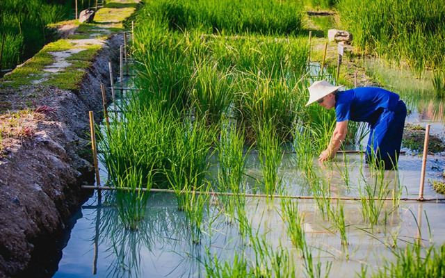 Farmer's Boutique Resort