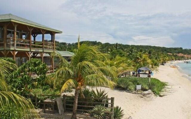 Coconut Tree West Bay
