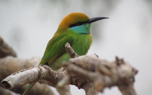 Sarath Home Stay And Safari