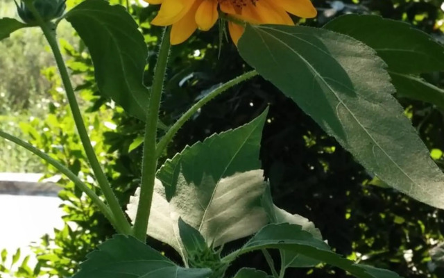 Poggio degli Oleandri