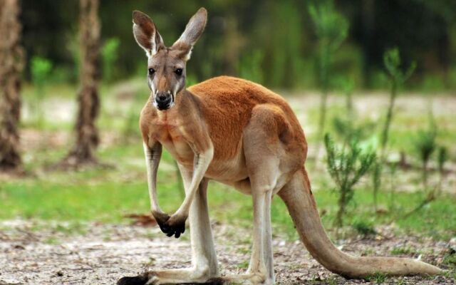 Best Western Ashburn Inn