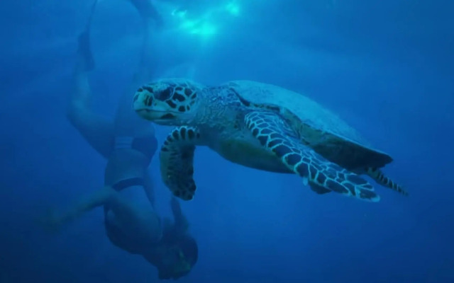 Bahia Principe & Golf Residences (Terrazas Condo)