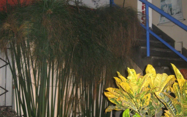 Posada Peregrinus