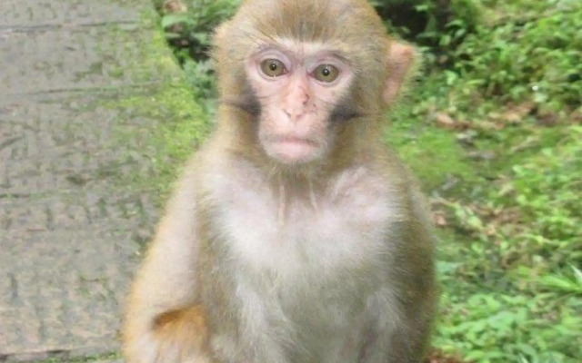 zhangjiajie Wunong Kezhan
