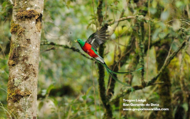 Trogon Lodge