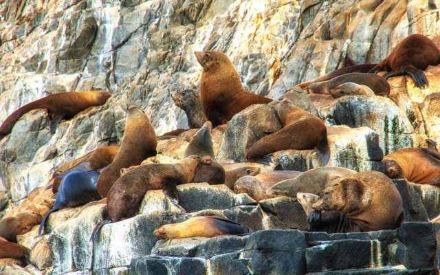 Absolute Oceanfront Bruny Island Secrets Retreat